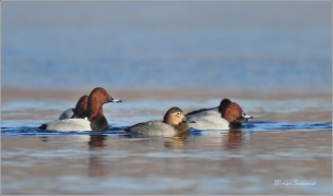 <p>POLÁK VELKÝ (Aythya ferina) --- /Common pochard - Tafelente/</p>